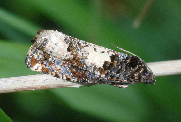 Tortricidae 41